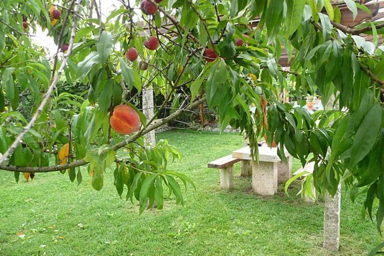 Casa Da Pedrosa Bed & Breakfast Ponte de Lima Dış mekan fotoğraf
